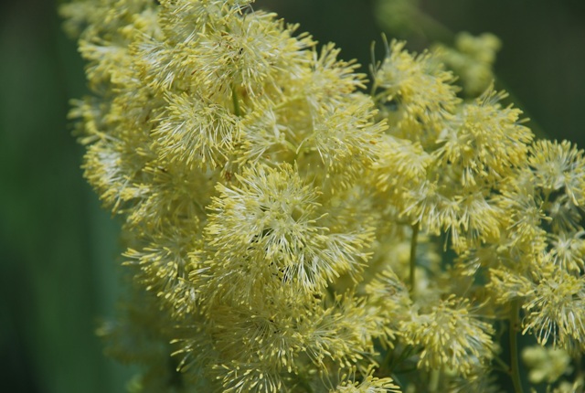 Thalictrum sp.